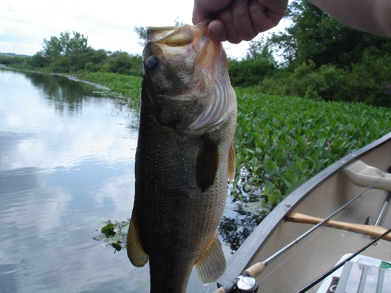 2.62 lbs