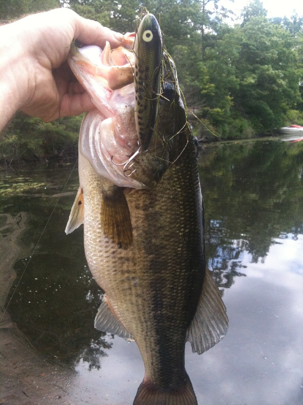 lunch time larry 6/19